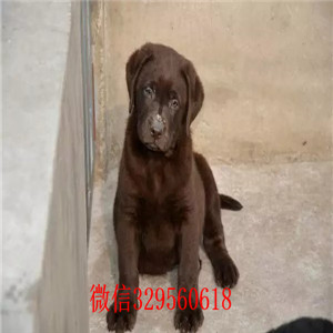 廊坊哪里有卖拉布拉多纯种奶油黑色拉拉多少钱