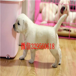 达州出售纯种拉布拉多犬黑色拉布拉多多少钱拉