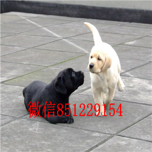 武汉出售健康纯种拉布拉多大骨架大头拉布拉多