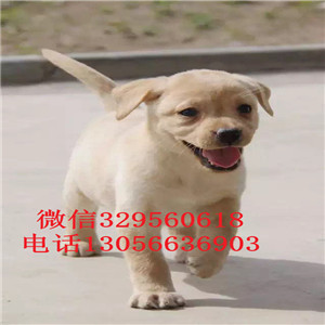 鄂尔多斯哪里卖拉布拉多多少钱一只犬舍拉布拉