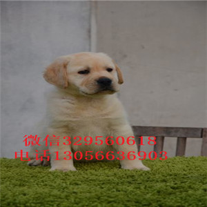 阳江哪里有卖拉布拉多犬舍拉布拉多多少钱一只