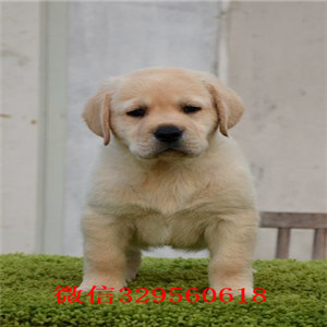 阳江哪里有卖拉布拉多拉不拉多多少一只黄色拉
