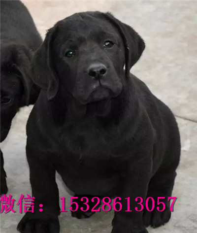 廊坊哪里的拉布拉多便宜纯种拉布拉多价格正宗