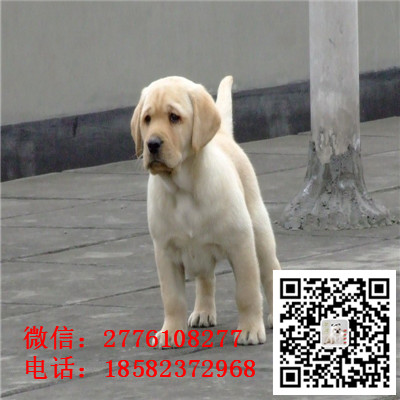 哈尔滨哪里有纯种健康的拉布拉多出售 拉布拉多导盲犬哪里的好 双血统拉布拉多多少钱