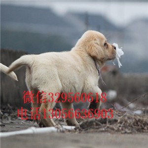 青岛哪里有卖拉布拉多出售纯种大骨架拉布拉多