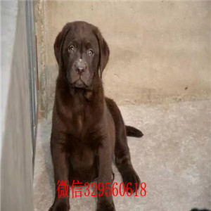 青岛哪里有卖拉布拉多咖啡色拉布拉多犬多少钱