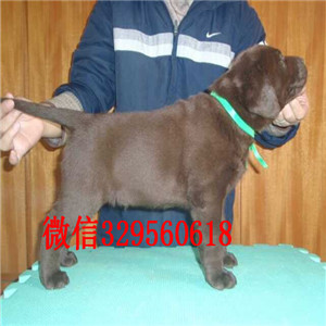 金昌哪里有卖纯种拉布拉多白色拉布拉多多少钱