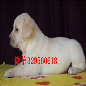 海南州出售纯种拉布拉多犬白色拉布拉多多少钱