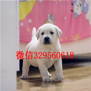 百色哪里能买到纯种拉布拉多犬黑色拉布拉多多