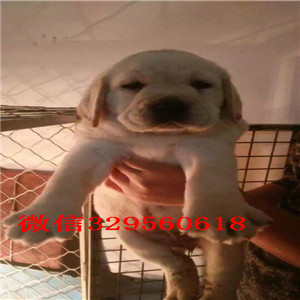 河池出售纯种拉布拉多犬黄色拉布拉多多少钱拉