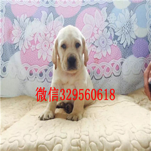 钦州哪里能买到纯种拉布拉多犬黄色拉布拉多多