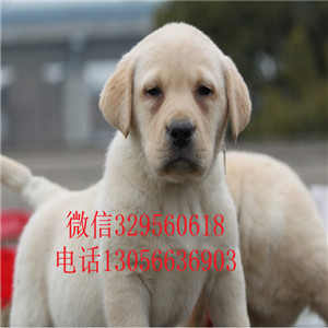 黑河哪里卖拉布拉多多少钱一只纯种双血统拉布
