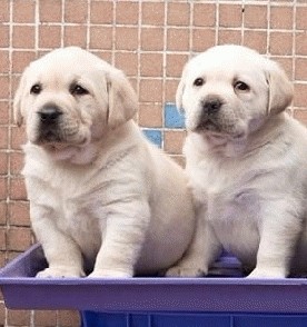 盈江县买拉布拉多 盈江县狗场买狗 