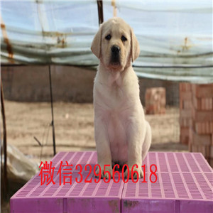 林芝 哪里能买到纯种拉布拉多犬拉布拉多犬双
