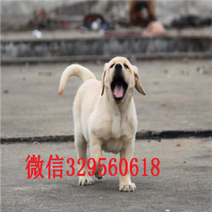  赤峰拉布拉多出售 大型犬拉布拉多 大头宽嘴