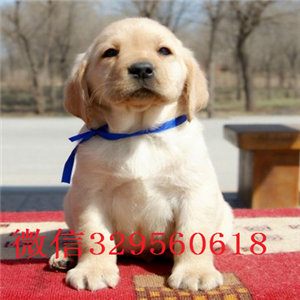 攀枝花 哪里能买到纯种拉布拉多犬拉布拉多犬