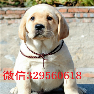  铁岭哪里能买到纯种健康的拉布拉多犬  双血