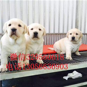  廊坊哪里能买到纯种拉布拉多犬黄色拉布拉多