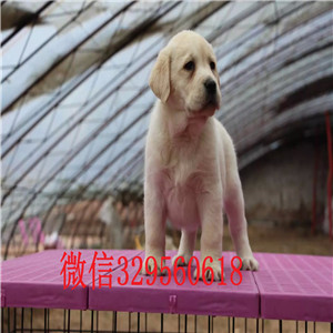 铁岭出售纯种拉布拉多拉布拉多幼犬多少钱拉布拉多幼犬多少钱专业繁殖拉布拉多犬白色拉布拉多