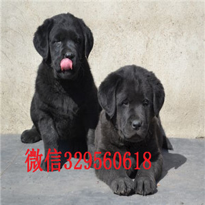 周口哪里能买到纯种拉布拉多拉布拉多多少钱一