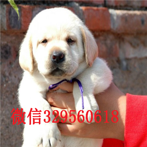 廊坊哪里能买到纯种拉布拉多拉布拉多多少钱一