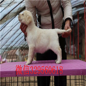 潍坊出售纯种拉布拉多双血统拉布拉多出售拉布