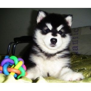 抚顺出售纯种阿拉斯加白色阿拉斯加多少钱标准