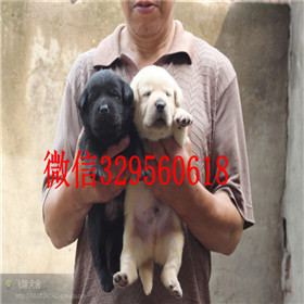 泰安哪里有卖拉布拉多犬双血统拉布拉多黄色拉