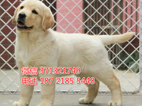 犬舍出售 拉布拉多犬狗狗一窝 健康聪明的大型犬