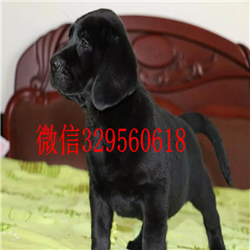达州哪里有卖拉布拉多犬精品拉布拉多出售奶白