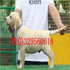 武威出售拉布拉多幼犬精品拉布拉多出售黄色拉布拉多拉布拉多狗场