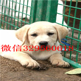 武威出售拉布拉多幼犬精品拉布拉多出售黄色拉