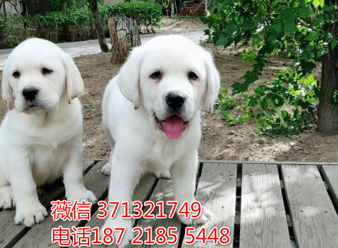 拉不拉了多犬出售导盲犬狗狗，白色导盲犬 上海