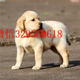 周口出售拉布拉多幼犬包纯种健康奶白色拉布拉