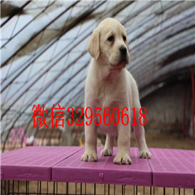 焦作哪里有双血统拉布拉多犬黄色拉布拉多犬专业繁殖纯种拉布拉多拉布拉多好养吗