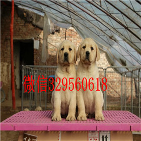 安康出售拉布拉多幼犬包纯种健康拉布拉多导盲