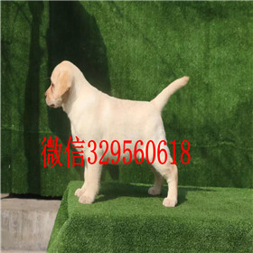 咸宁哪里能买到拉布拉多犬双血统拉布拉多拉布