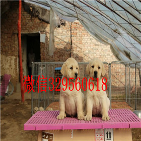  潍坊哪里有纯种拉布拉多卖拉布拉多多少钱一