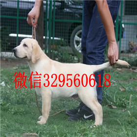 武威出售拉布拉多幼犬精品拉布拉多出售黄色拉布拉多拉布拉多狗场