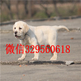  滨州哪里有纯种拉布拉多卖黄色拉布拉多犬拉