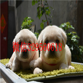 萍乡哪里能买到拉布拉多犬赛级拉布拉多奶白色