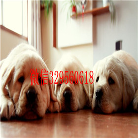 海南州哪里能买到拉布拉多犬赛级拉布拉多黑色