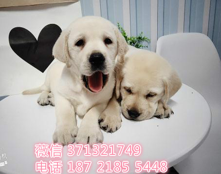 拉布拉多犬出售 导盲犬狗狗 公母都有健康深圳