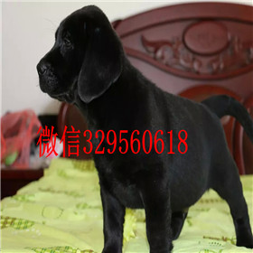 阳江哪里能买到拉布拉多犬包纯种健康白色拉布