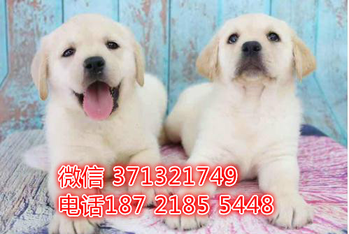 武汉拉布拉多犬出售纯种幼犬，导盲犬狗狗 白色