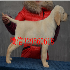 武威出售拉布拉多幼犬精品拉布拉多出售黄色拉布拉多拉布拉多狗场