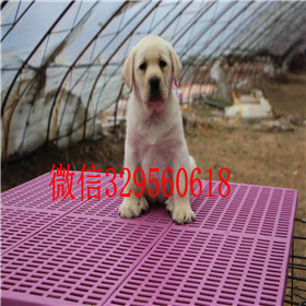 焦作哪里有双血统拉布拉多犬黄色拉布拉多犬专业繁殖纯种拉布拉多拉布拉多好养吗