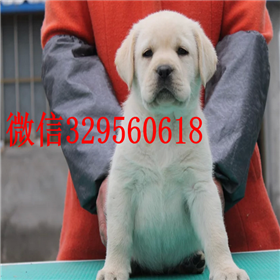  攀枝花哪里出售拉布拉多出售纯种拉布拉多幼