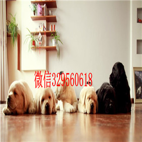 新余哪里有卖拉布拉多犬包纯种健康拉布拉多好