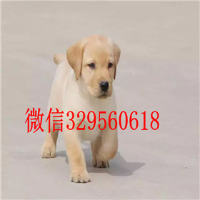 阿里哪里有卖拉布拉多犬赛级拉布拉多黑色拉布